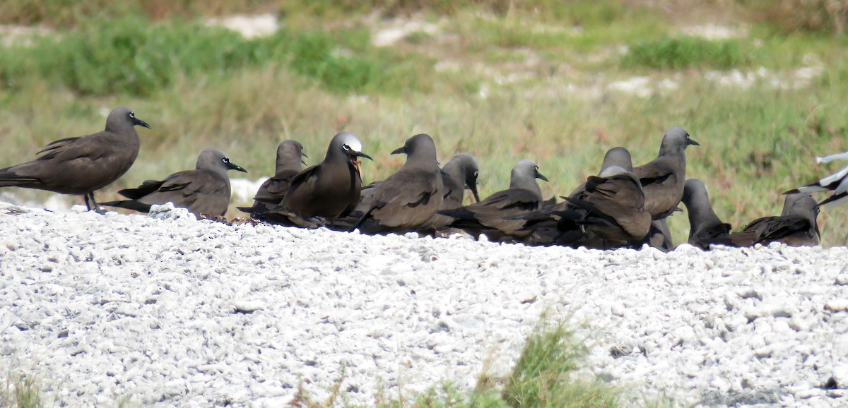 Brown Noddy - ML582082951