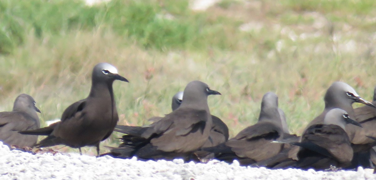 Brown Noddy - ML582082991