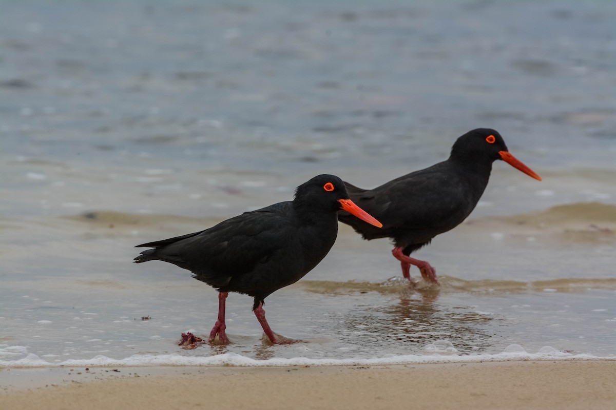 African Oystercatcher - ML582083381