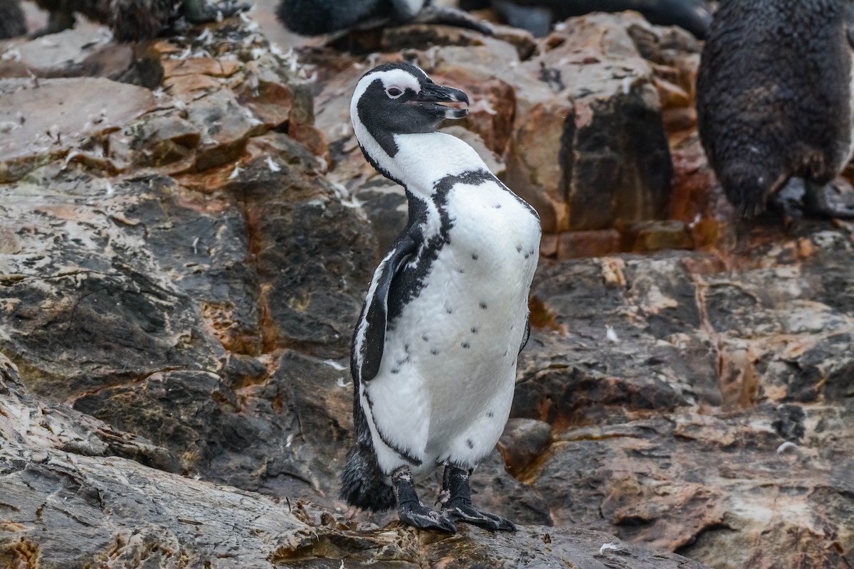 Pingüino de El Cabo - ML582083491