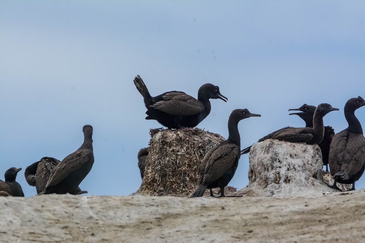 Bank Cormorant - Marc Cronje- Nature Travel Birding