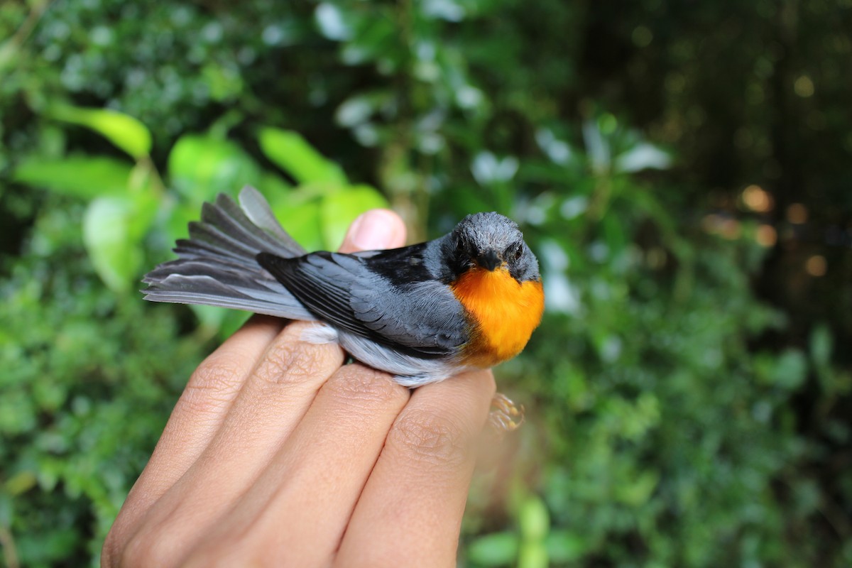 Flame-throated Warbler - ML582083751