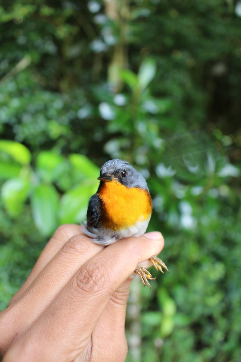 Flame-throated Warbler - ML582083791