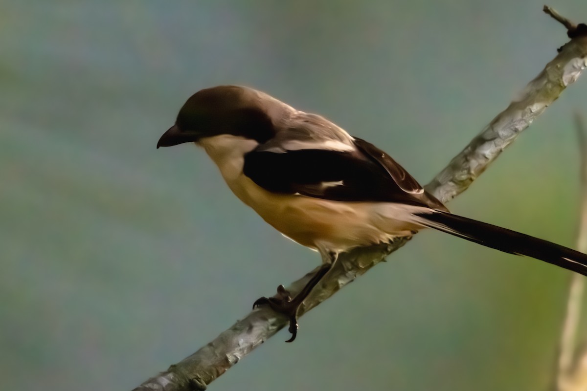 Long-tailed Shrike - ML582085971