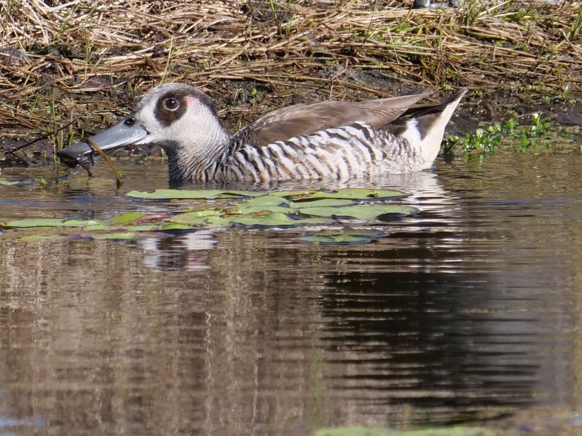 Pink-eared Duck - ML582086241