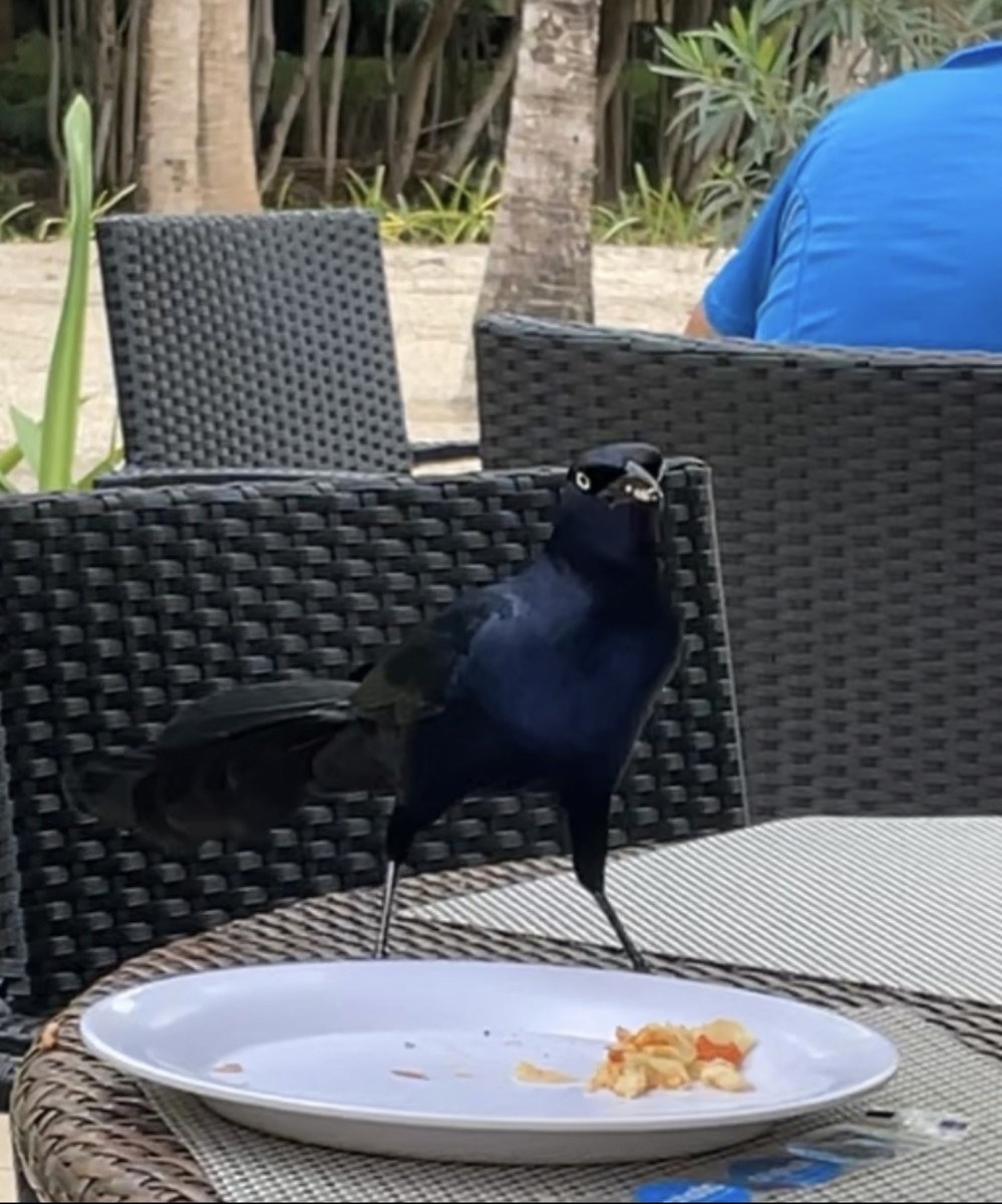Great-tailed Grackle - ML582087301