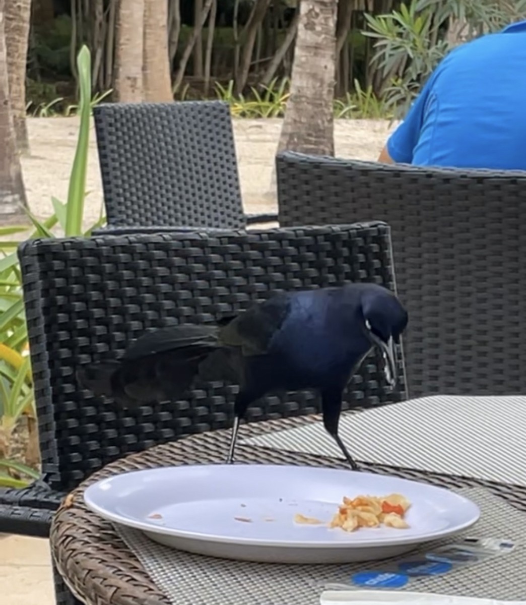 Great-tailed Grackle - ML582087311
