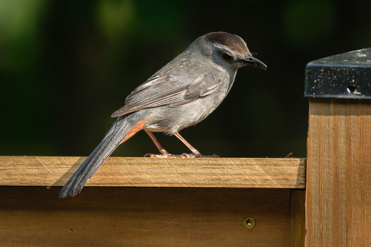 Gray Catbird - ML582087521