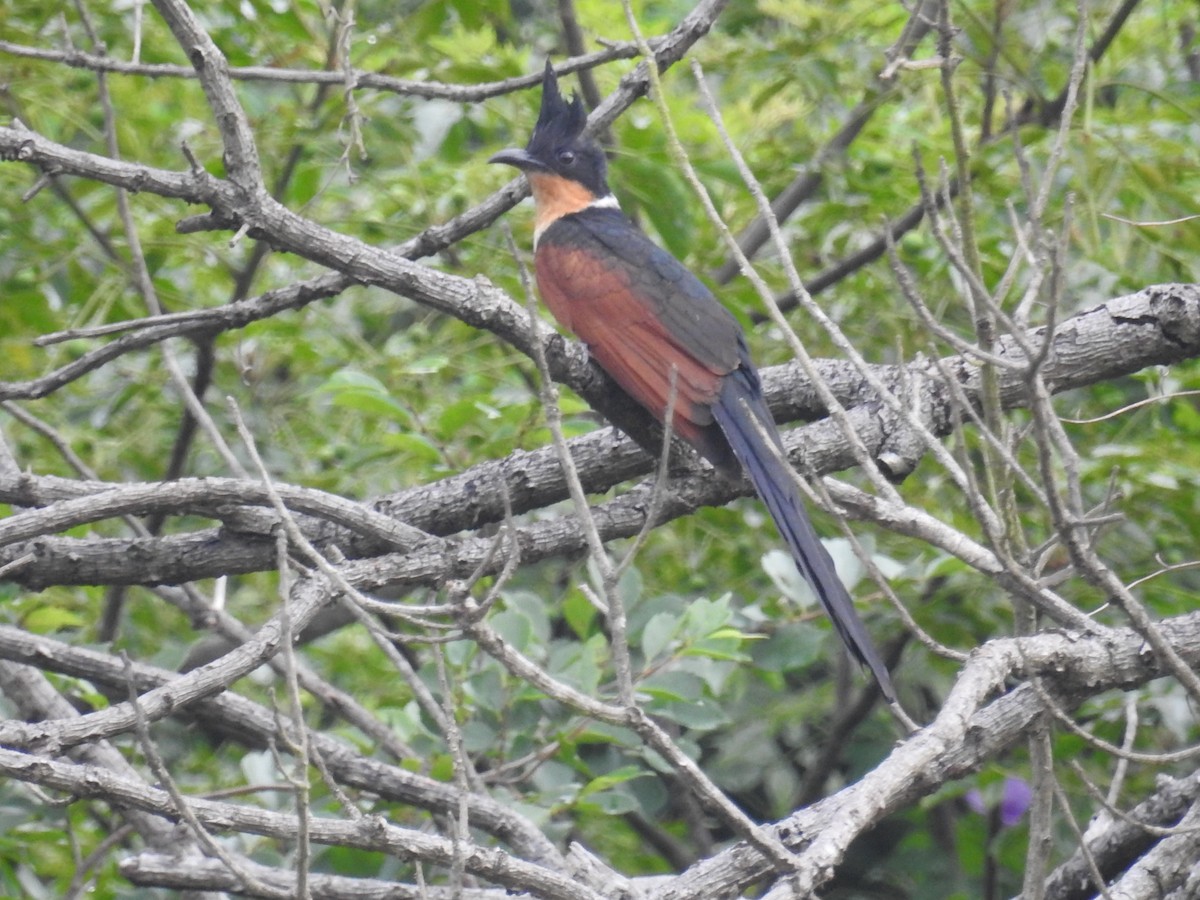 Chestnut-winged Cuckoo - ML582088391