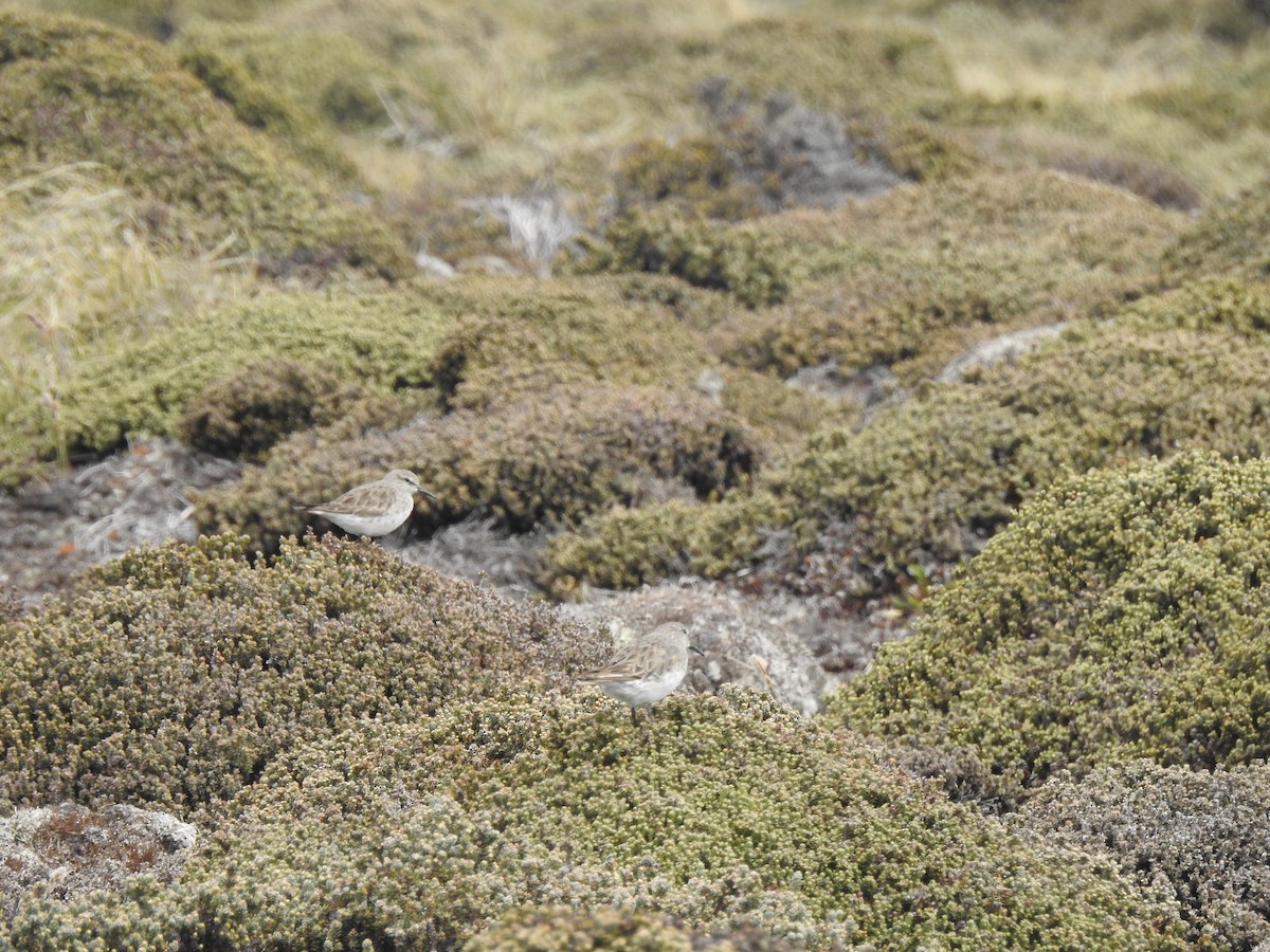 Weißbürzel-Strandläufer - ML582088861