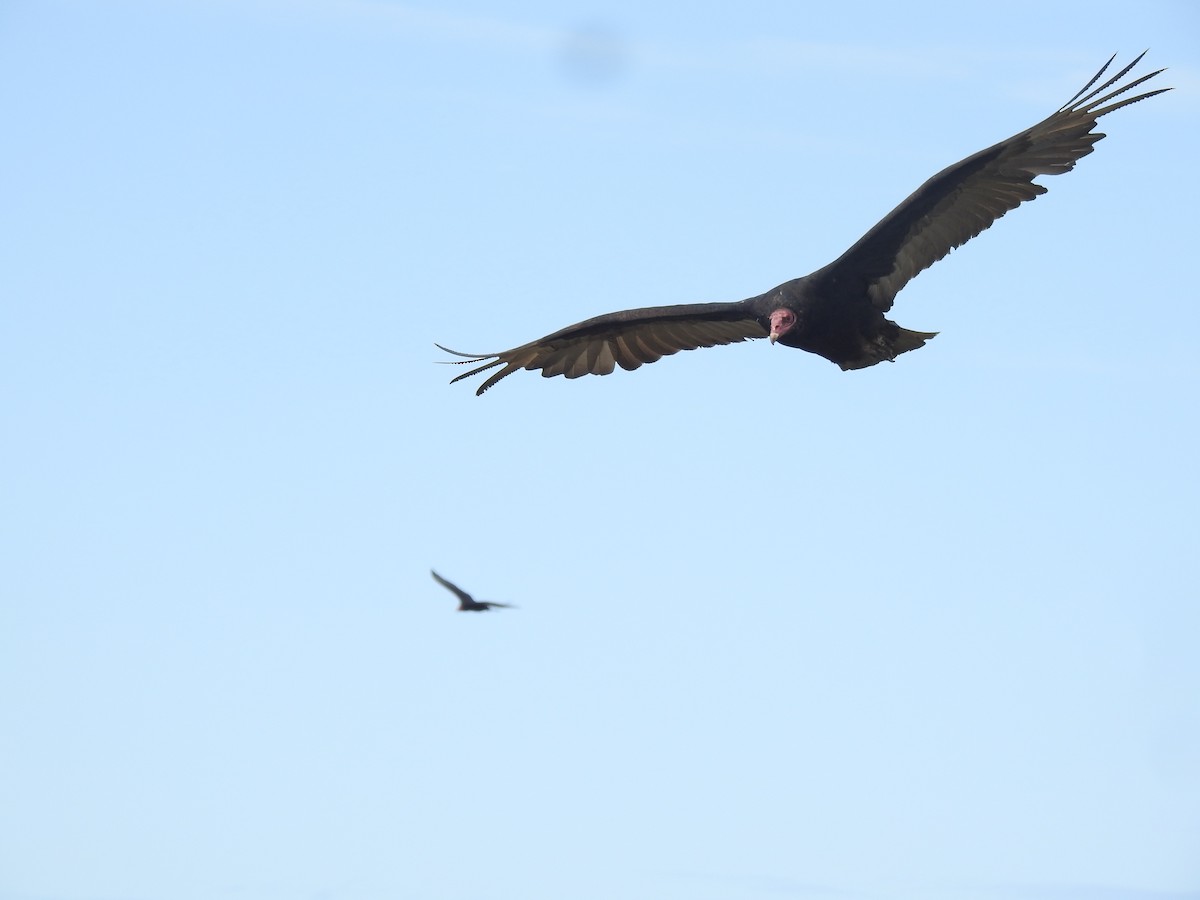 Turkey Vulture - ML582088931