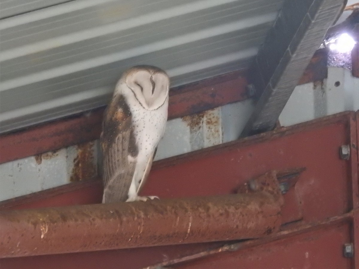 Barn Owl - Ryan Irvine