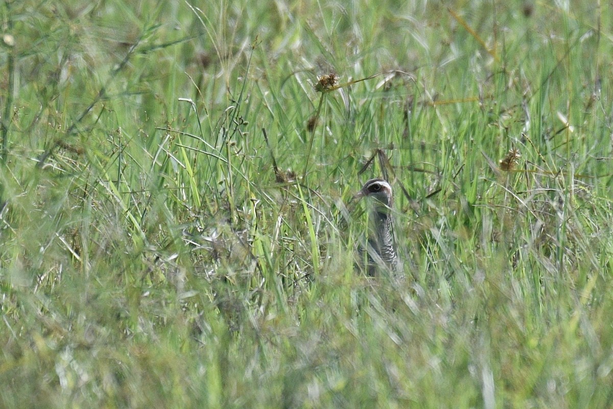 Buff-banded Rail - ML582089811