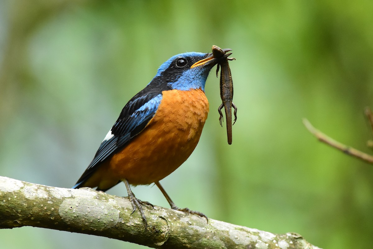 Blue-capped Rock-Thrush - Ajoy Kumar Dawn