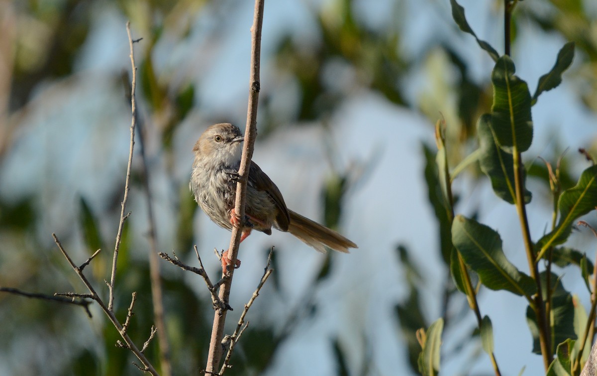 Namaqua Warbler - Marc Cronje- Nature Travel Birding