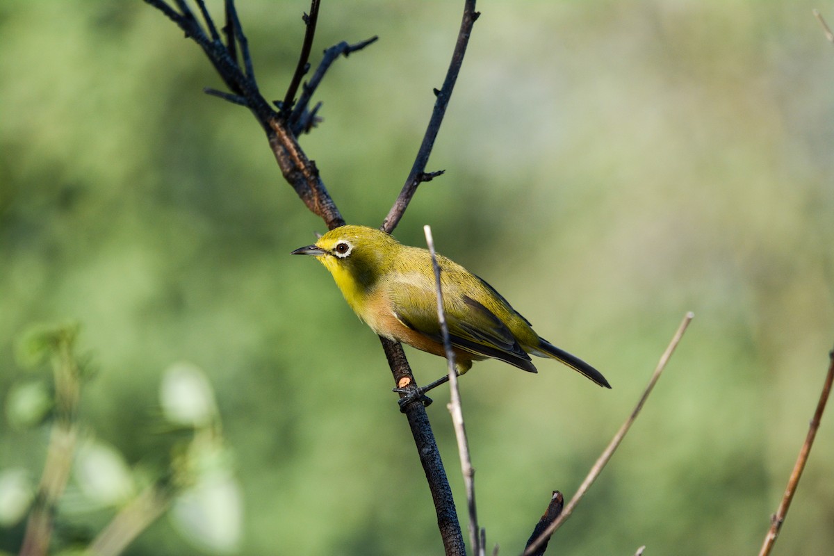 Orange River White-eye - ML582090601