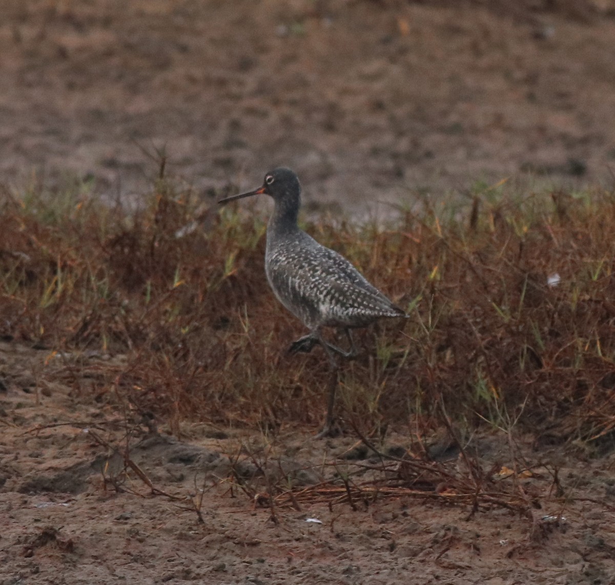 Spotted Redshank - ML582093091