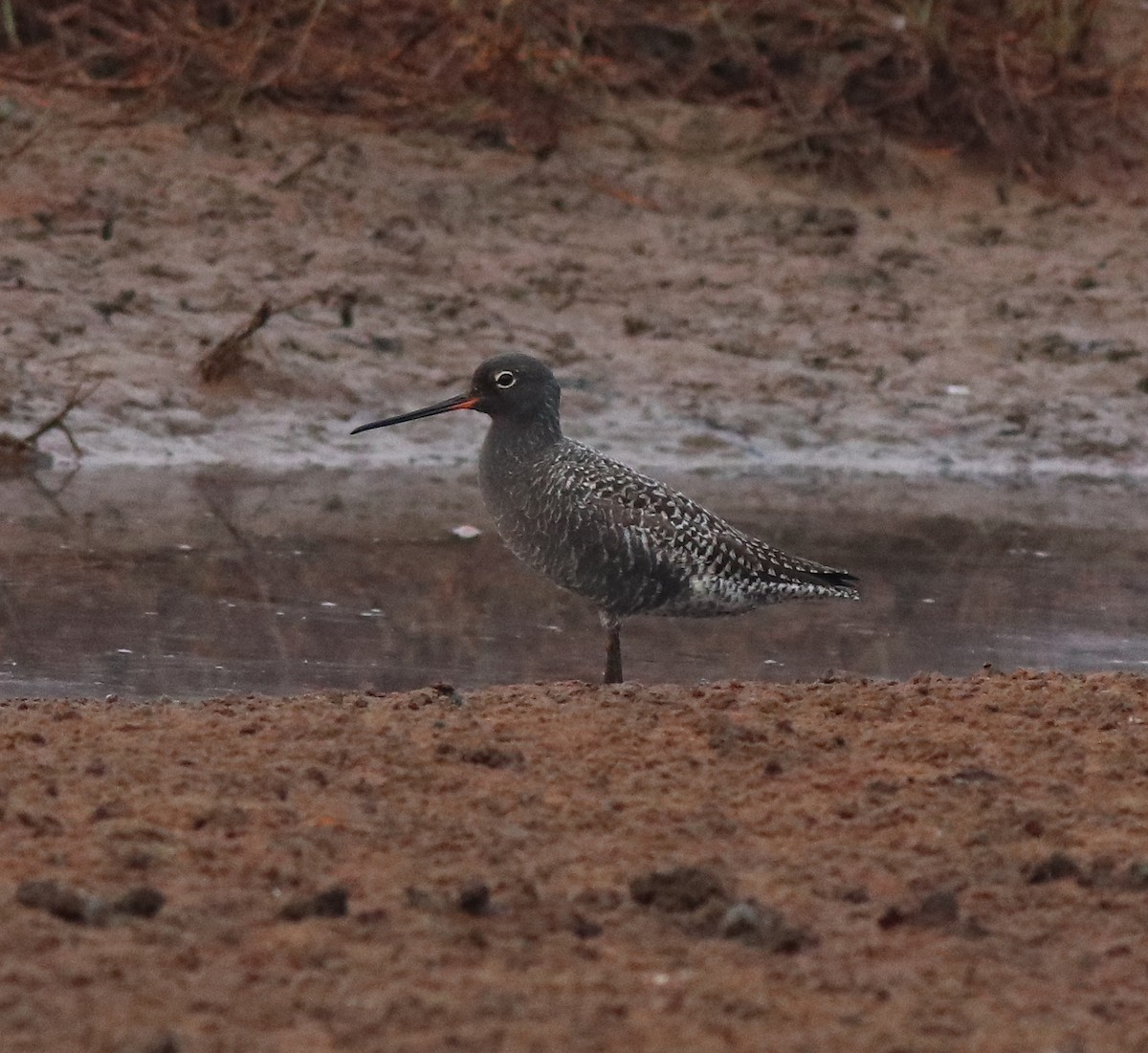 Spotted Redshank - ML582093101