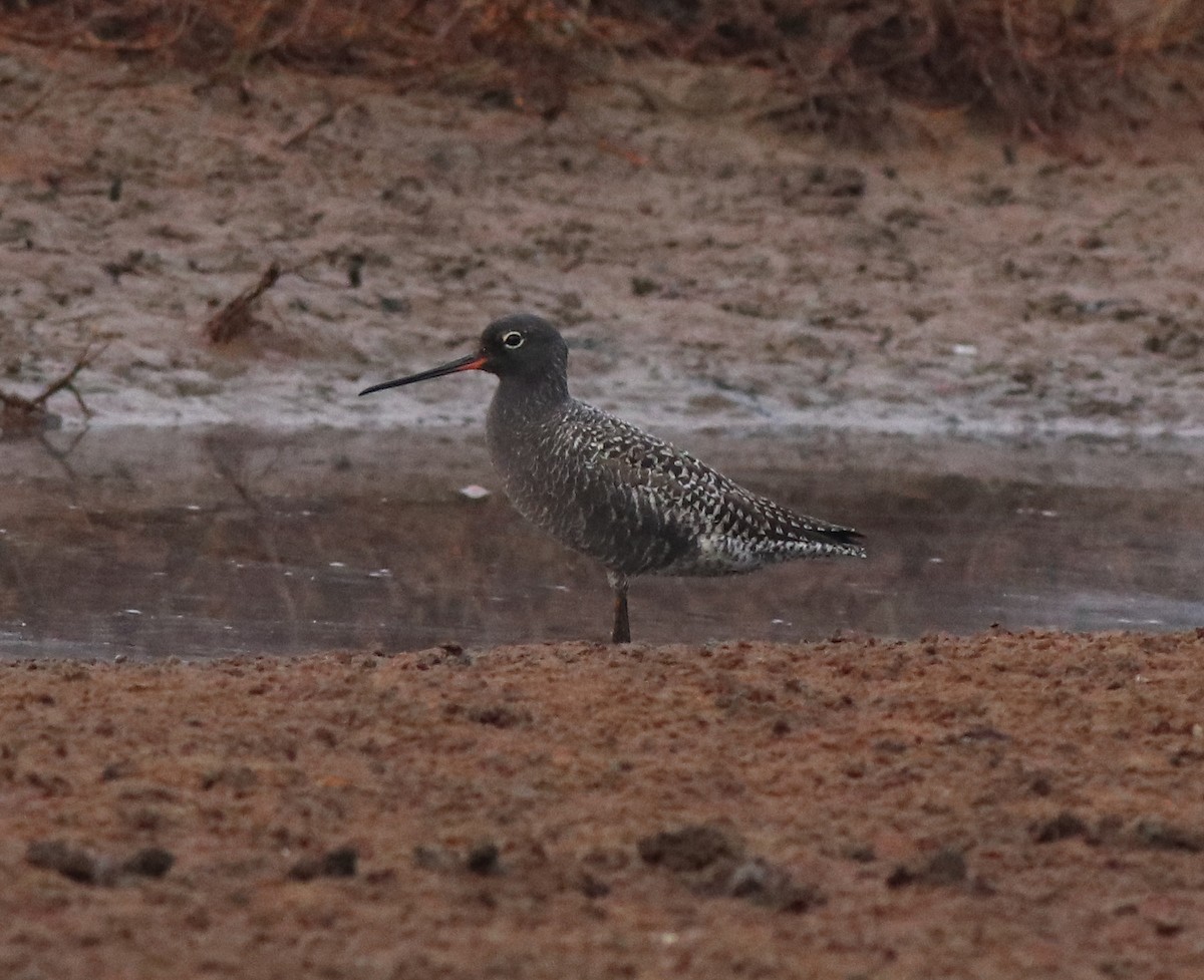 Spotted Redshank - ML582093111