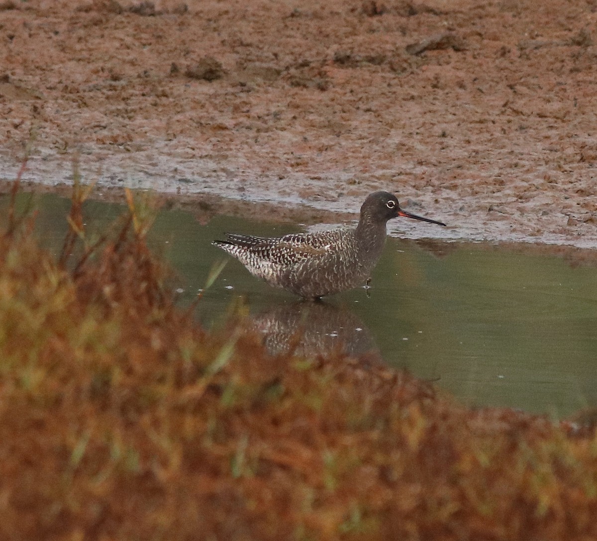 Spotted Redshank - ML582093141