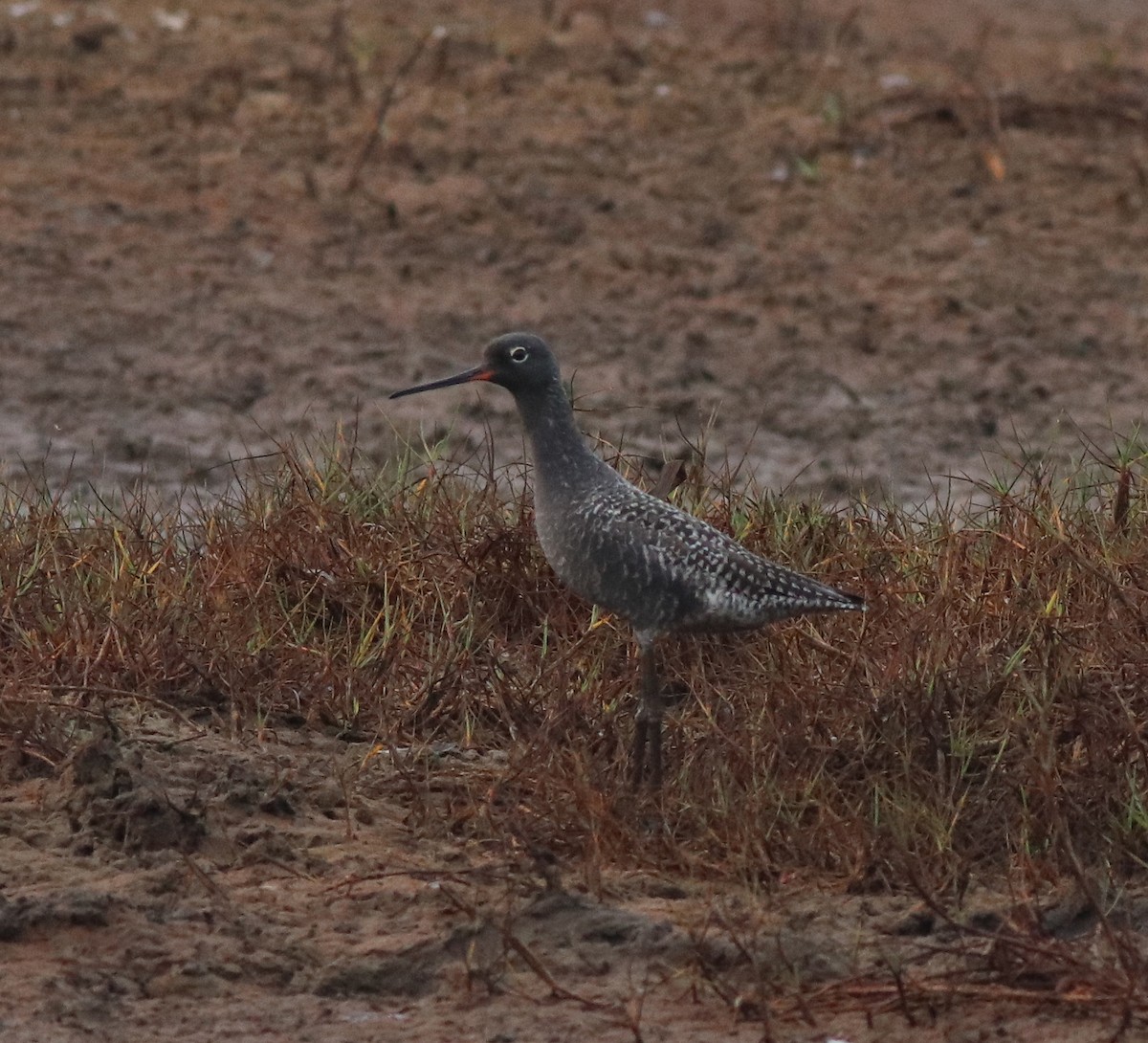 Spotted Redshank - Afsar Nayakkan