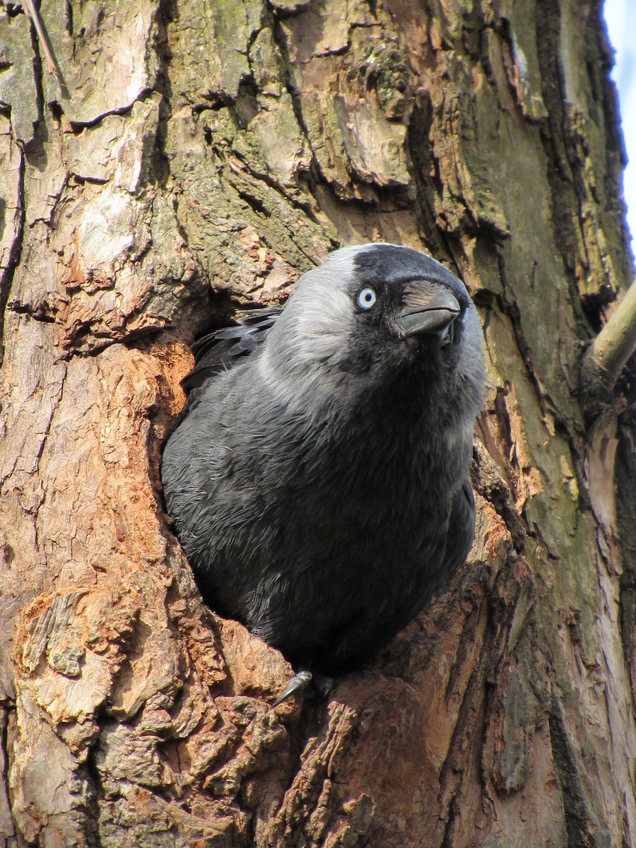 Eurasian Jackdaw - ML582093501