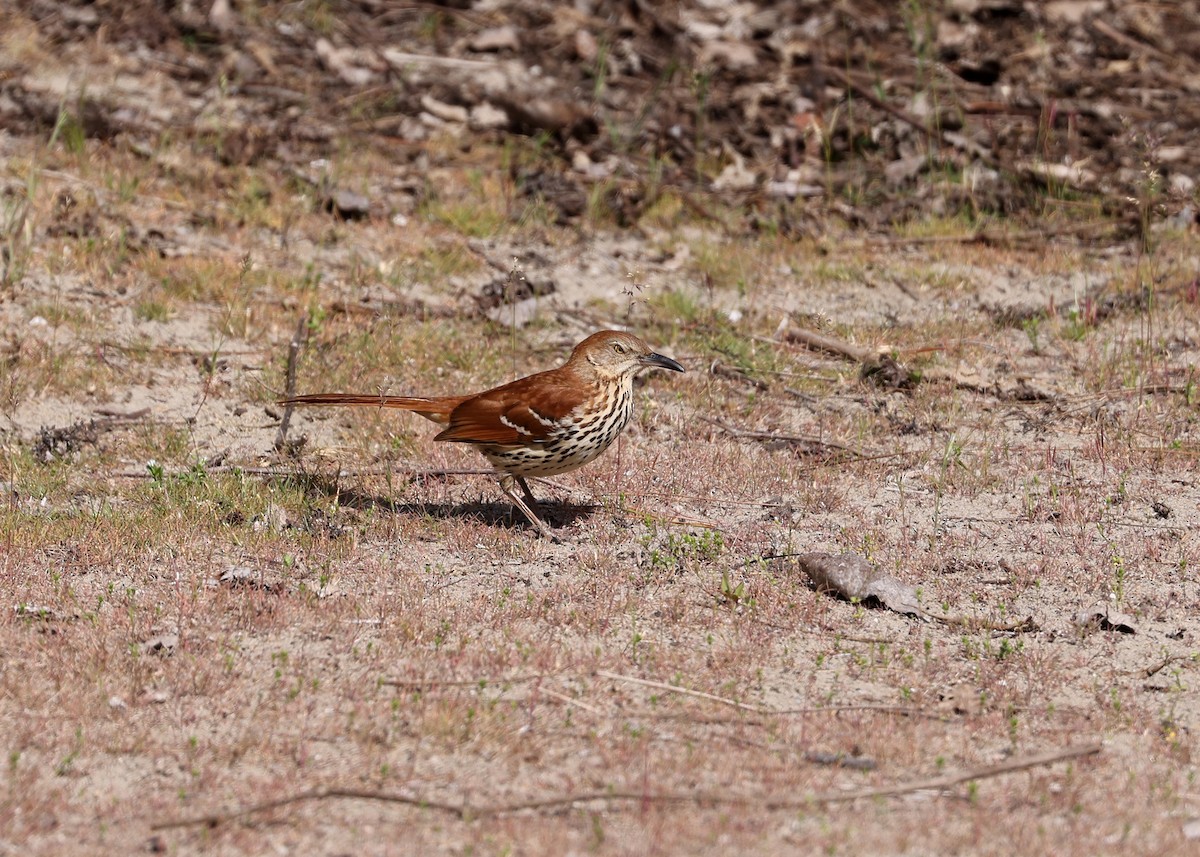 Brown Thrasher - ML582096041