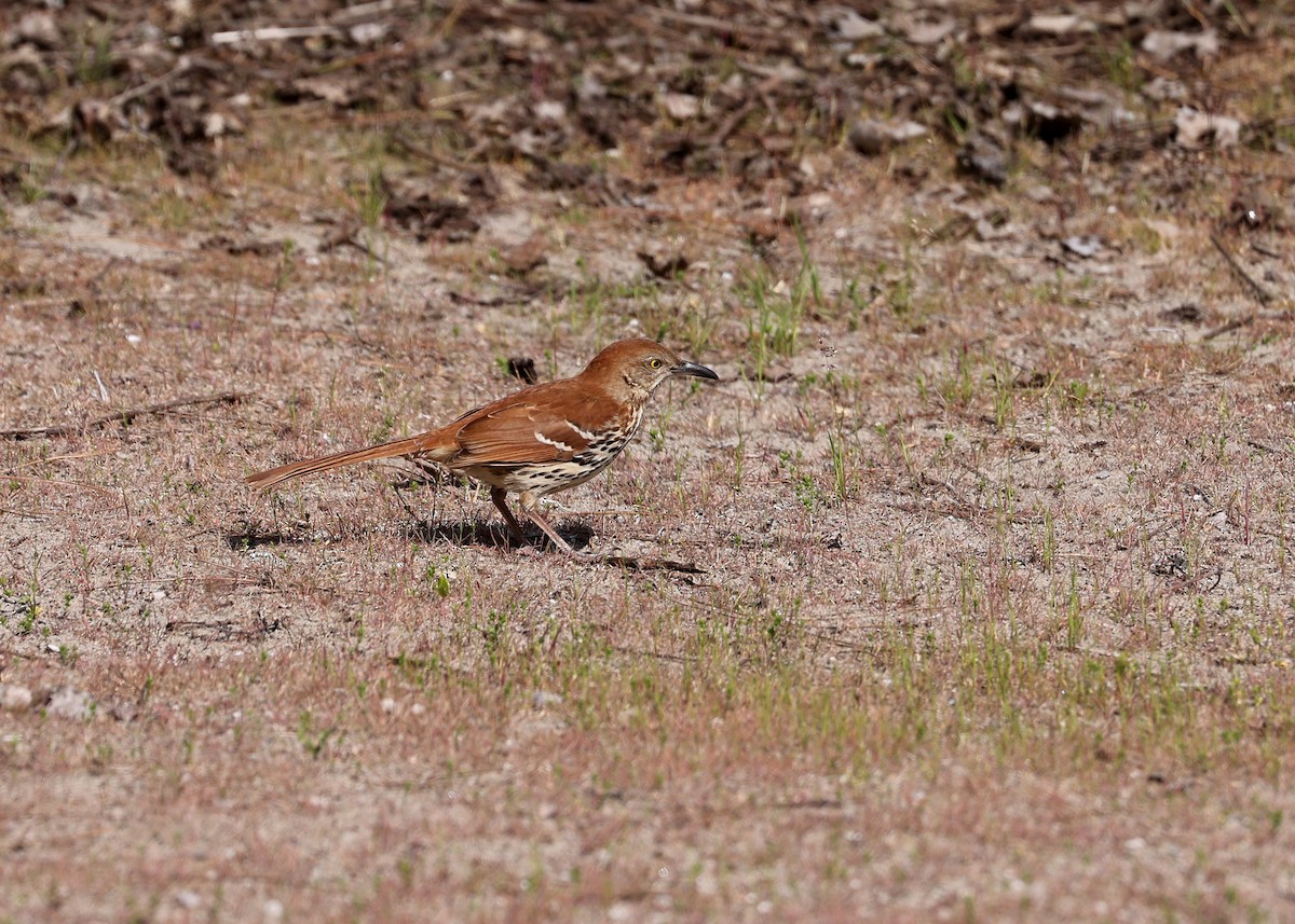 Brown Thrasher - ML582096051