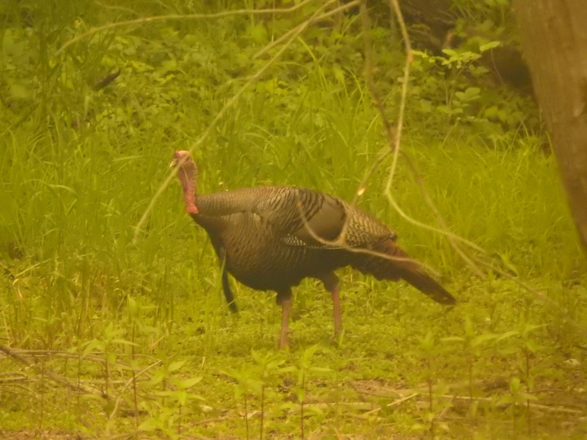 Wild Turkey - ML582096731