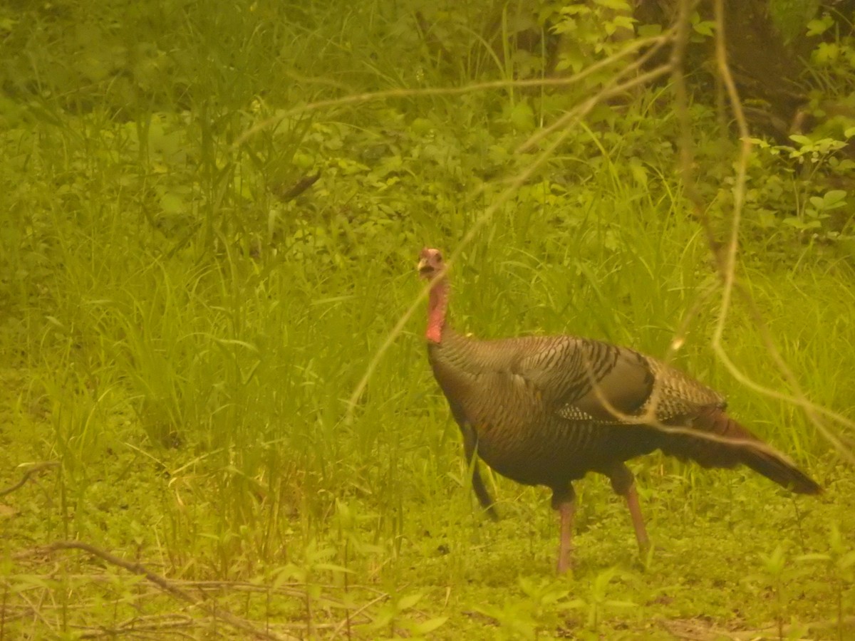 Wild Turkey - ML582097221