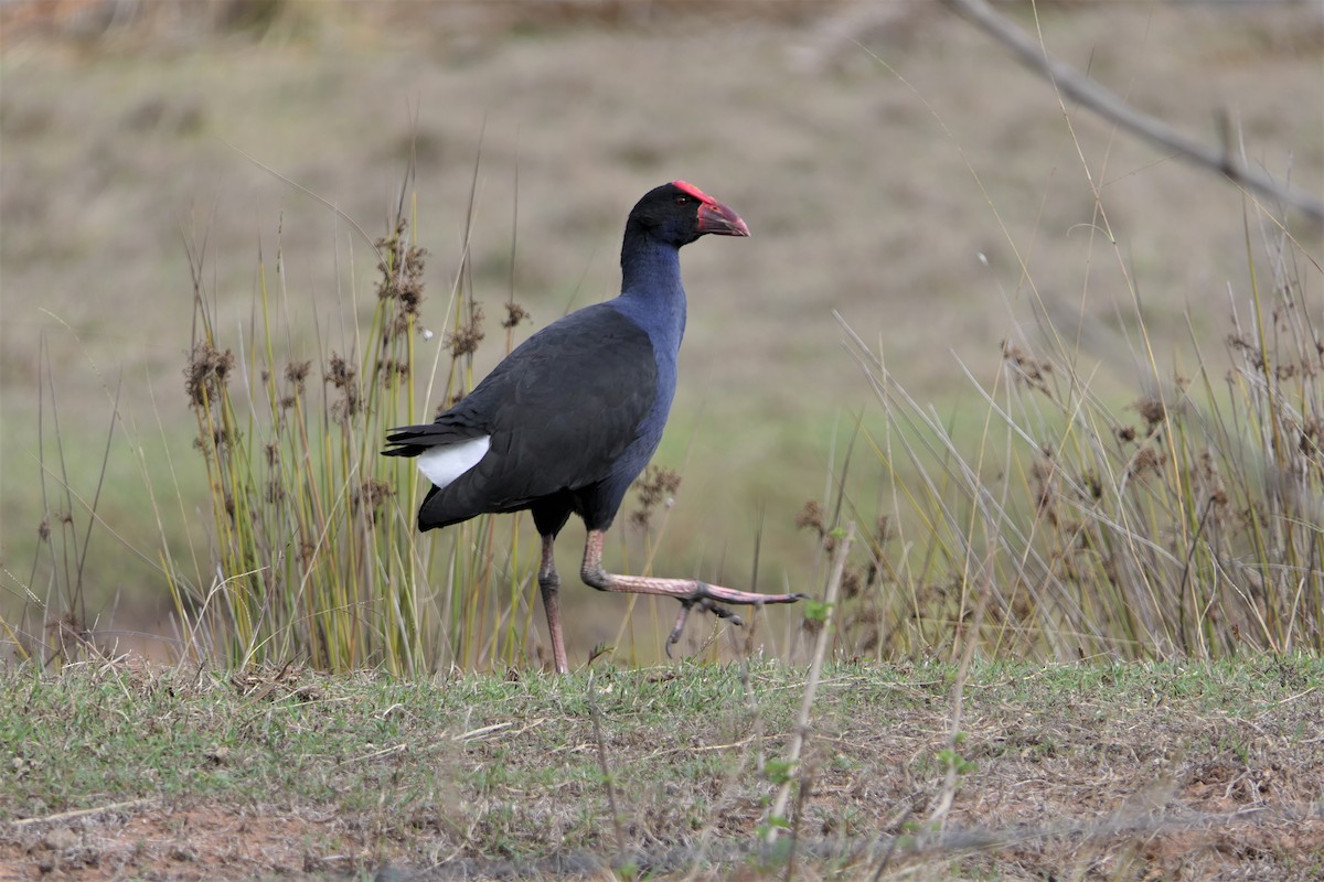 Australasian Swamphen - Don McIvor