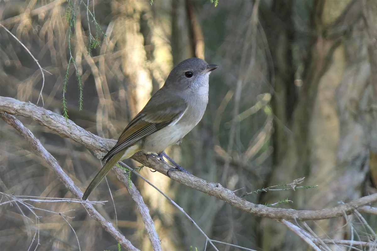 Golden Whistler - Don McIvor