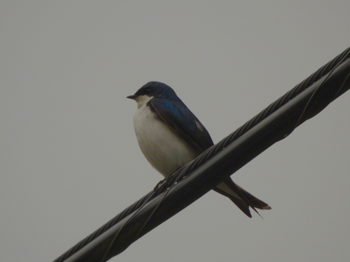 Tree Swallow - ML582097651