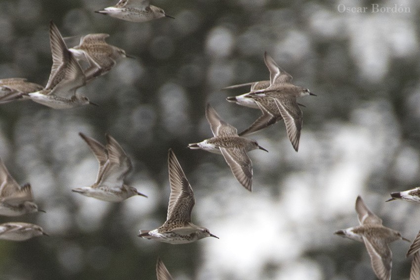 Semipalmated Sandpiper - ML58209771