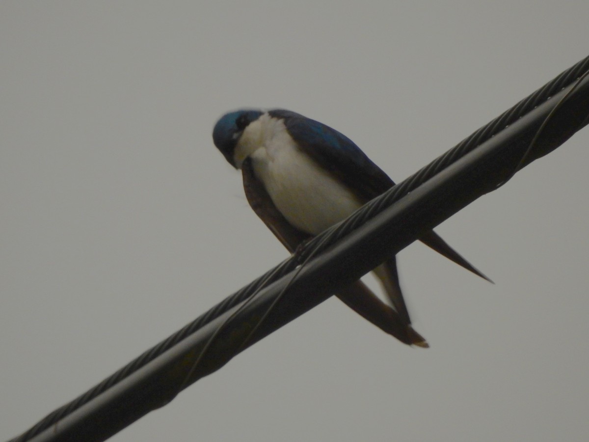 Tree Swallow - ML582097961