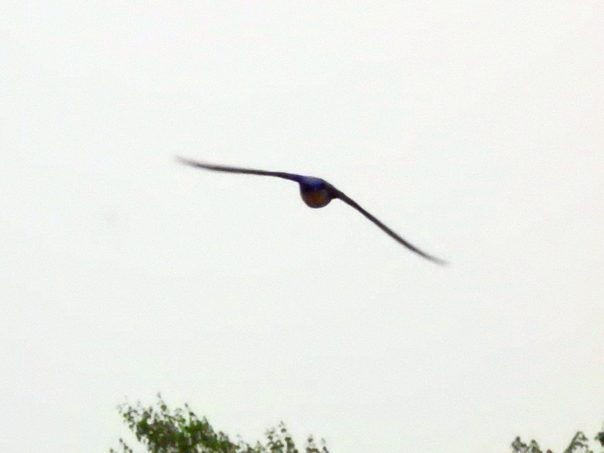 Tree Swallow - ML582098001