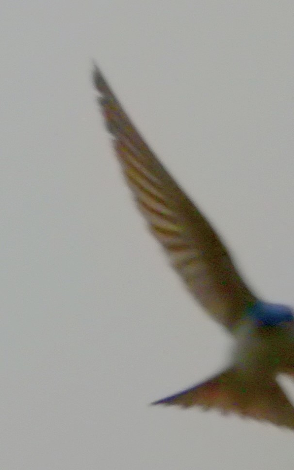 Tree Swallow - ML582098121