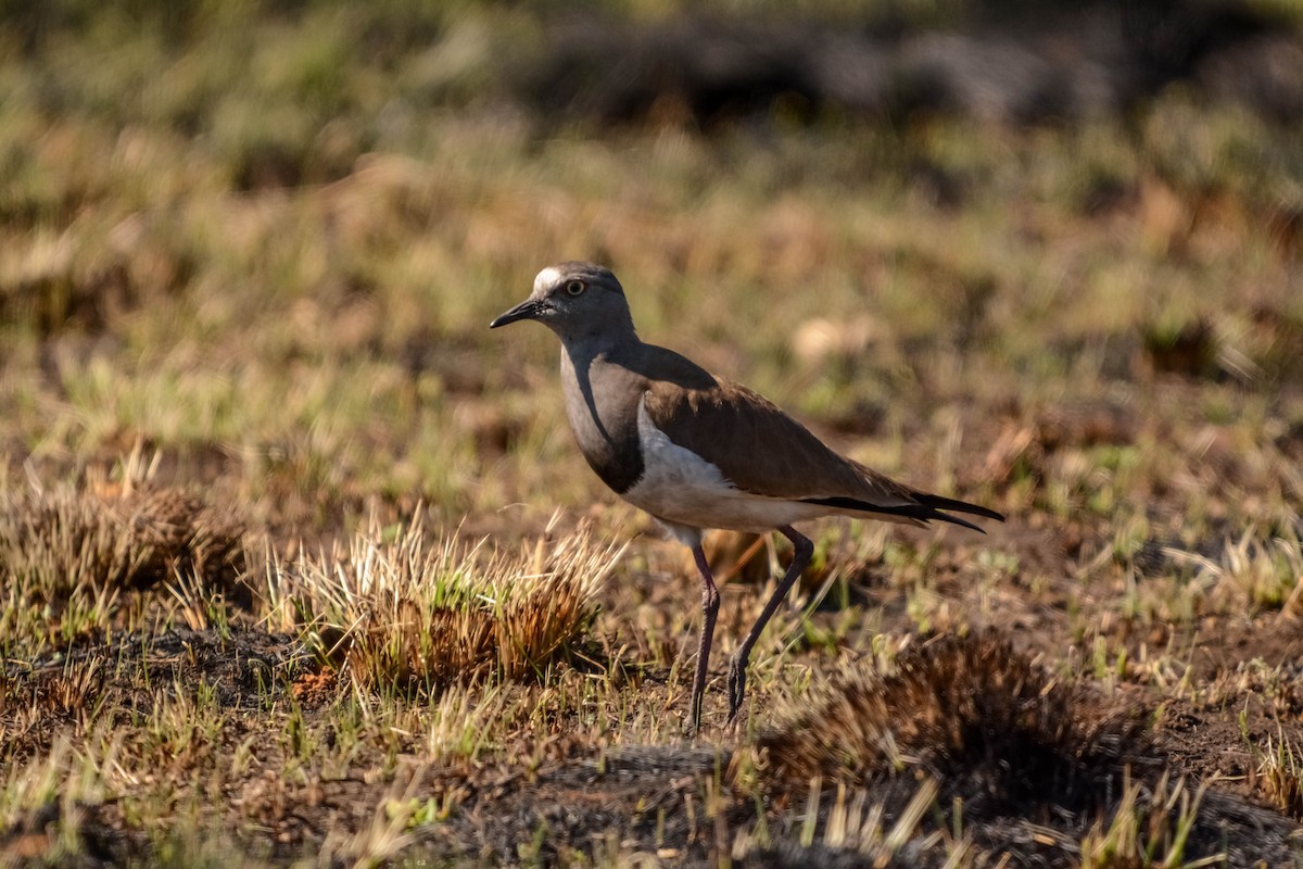 Black-winged Lapwing - ML582098371