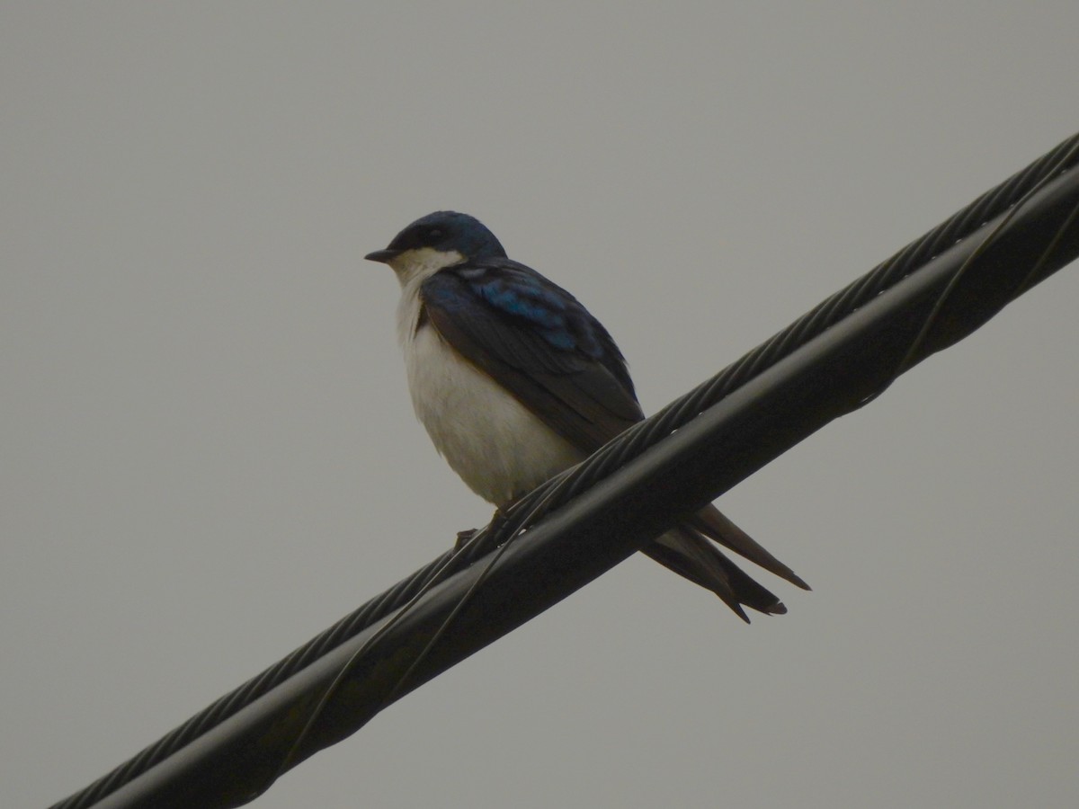 Tree Swallow - ML582098381