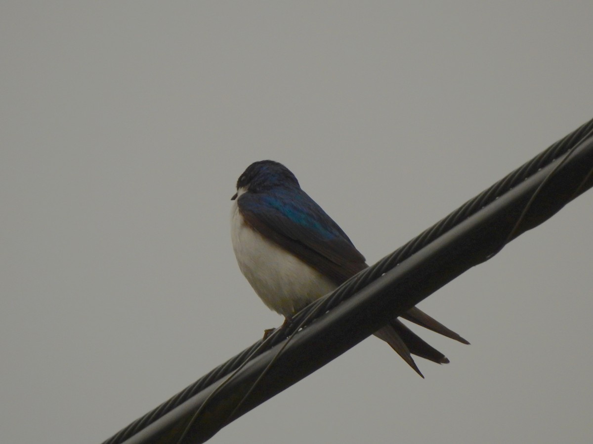 Tree Swallow - Bruce Francois