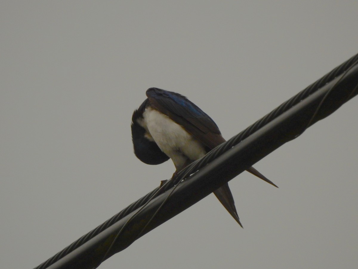 Tree Swallow - ML582098481