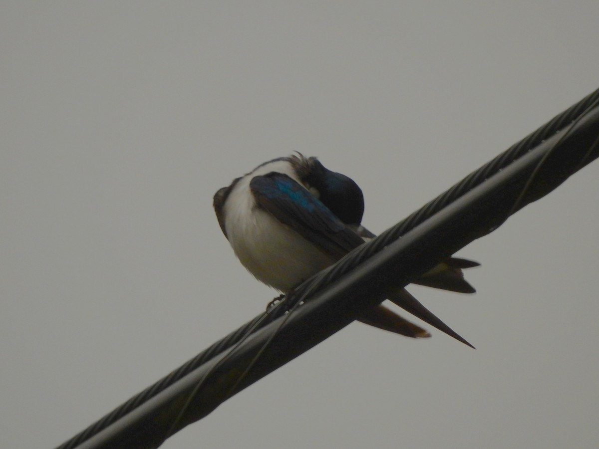 Tree Swallow - ML582098571