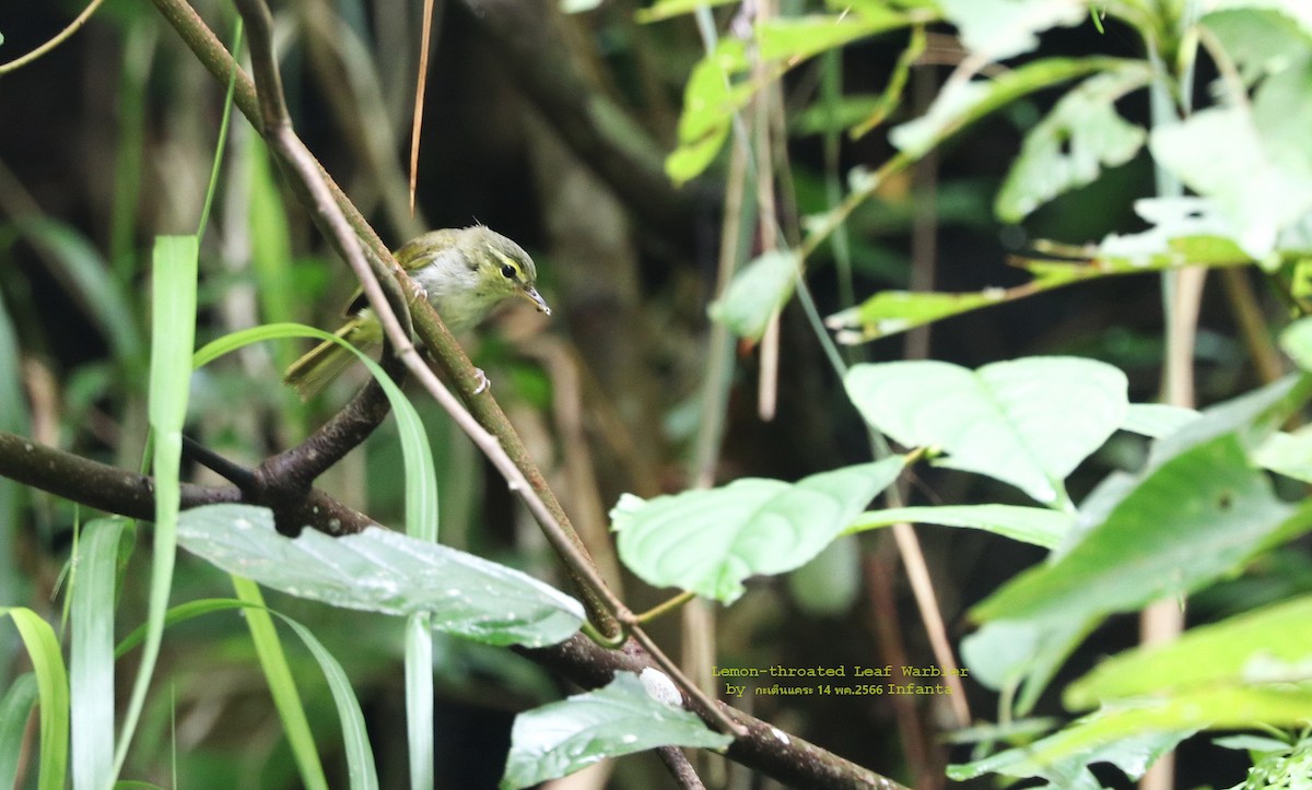 Mosquitero de Luzón - ML582098721