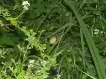 Common Yellowthroat - ML582098801