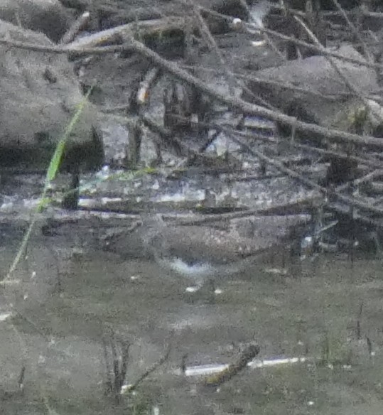 Green Sandpiper - ML582098891