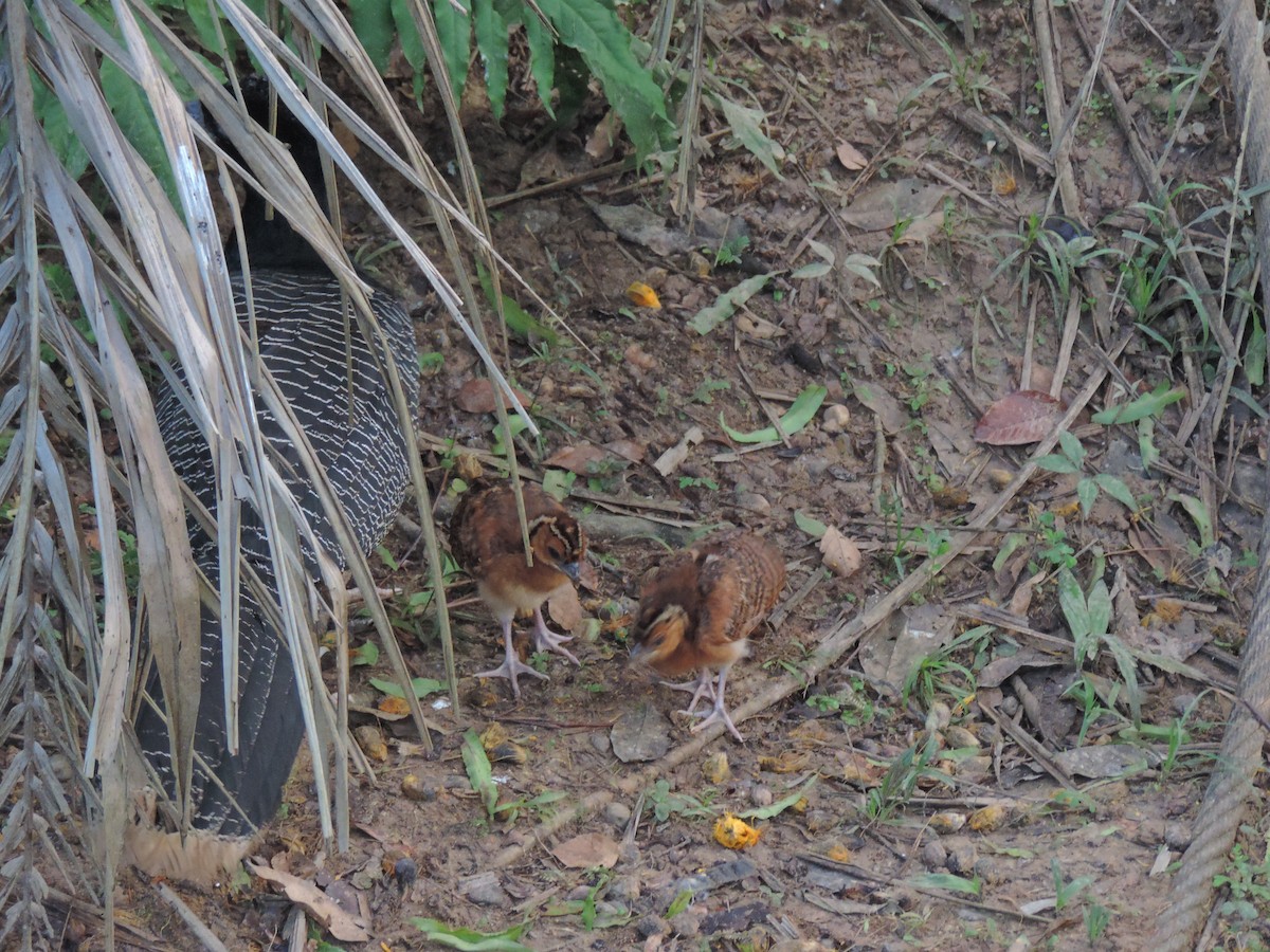 Blue-billed Curassow - ML58209971