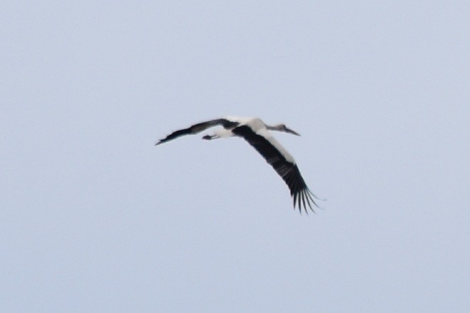 White Stork - ML582099751