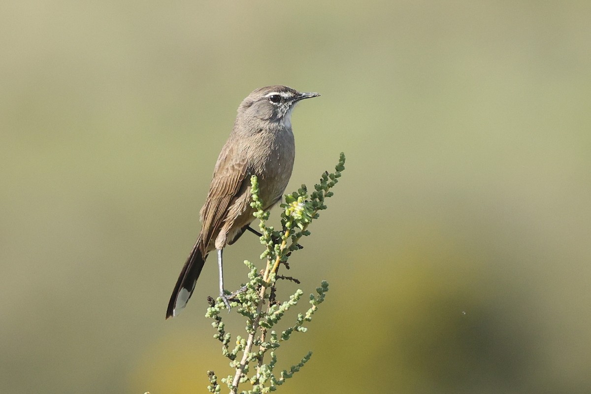 Karoo Scrub-Robin - ML582100121