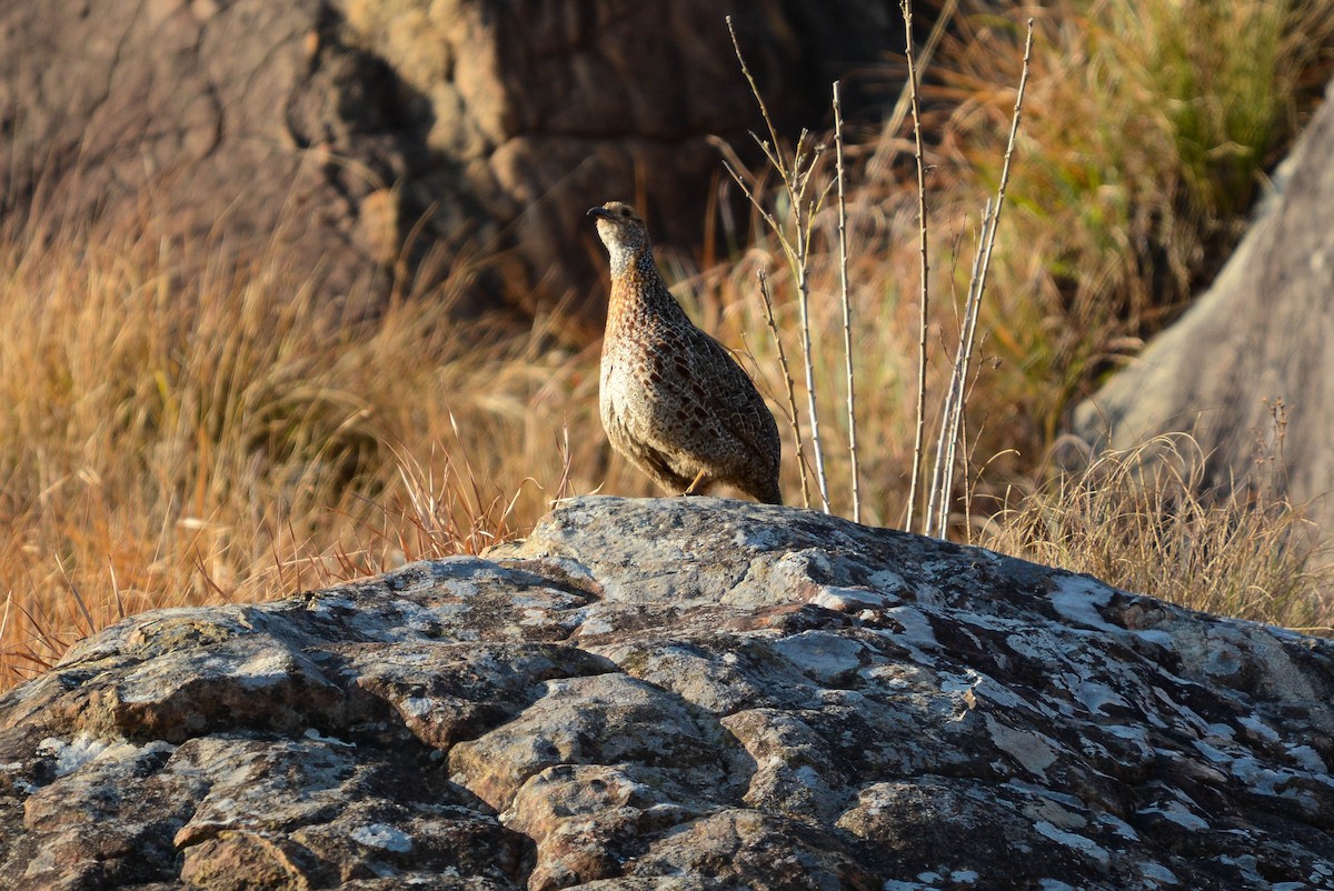 Gray-winged Francolin - ML582100221