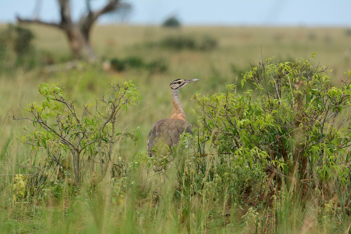 Denham's Bustard - Marc Cronje- Nature Travel Birding